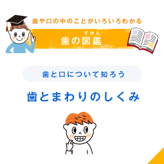 歯や口の中のことがいろいろわかる 歯の図鑑（ずかん） 歯と口について知ろう 歯とまわりのしくみ