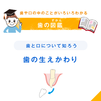 歯や口の中のことがいろいろわかる 歯の図鑑（ずかん） 歯と口について知ろう 歯の生えかわり