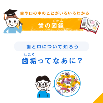 歯や口の中のことがいろいろわかる 歯の図鑑（ずかん） 歯と口について知ろう 歯垢（しこう）ってなあに？