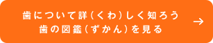 歯について詳（くわ）しく知ろう歯の図鑑（ずかん）を見る