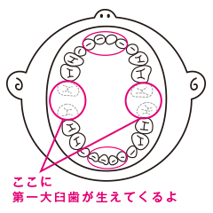 ここに第一大臼歯が生えてくるよ