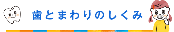 歯とまわりのしくみ