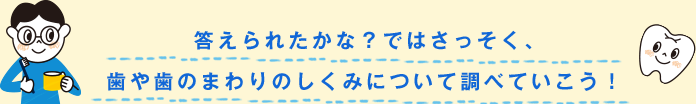 答えられたかな？ではさっそく、歯や歯のまわりのしくみについて調べていこう！