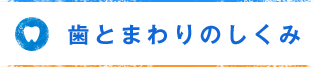 歯とまわりのしくみ