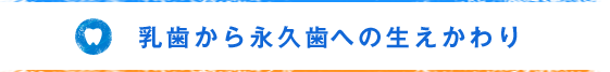 乳歯から永久歯への生えかわり