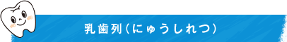 乳歯列（にゅうしれつ）
