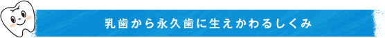 乳歯から永久歯に生えかわるしくみ