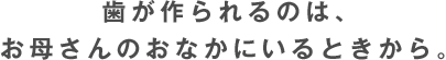 歯が作られるのは、お母さんのおなかにいるときから。