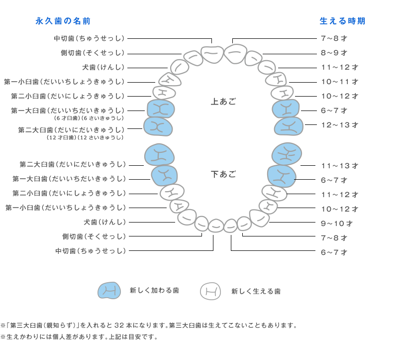 ※「第三大臼歯（親知らず）」を入れると32本になります。第三大臼歯は生えてこないこともあります。※生えかわりには個人差があります。上記は目安です。