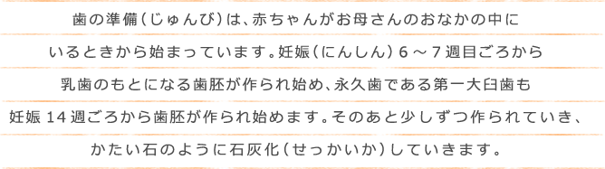 歯の準備（じゅんび）は、赤ちゃんがお母さんのおなかの中にいるときから始まっています。妊娠（にんしん）６～７週目ごろから乳歯のもとになる歯胚が作られ始め、永久歯である第一大臼歯も妊娠14週ごろから歯胚が作られ始めます。そのあと少しずつ作られていき、かたい石のように石灰化（せっかいか）していきます。