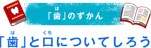 歯の図鑑（ずかん） 歯と口について知ろう