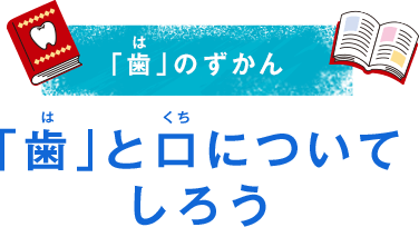 歯の図鑑（ずかん） 歯と口について知ろう