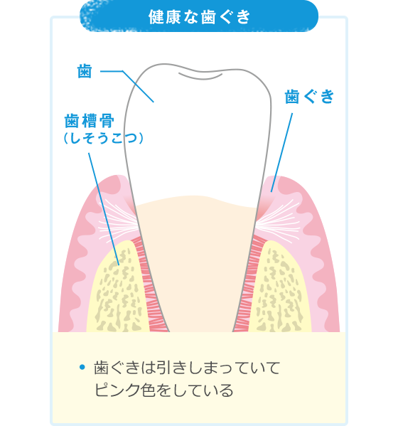 歯の図鑑 ずかん 小学生のみなさんへ 小学生歯みがき研究サイト 歯みがkids