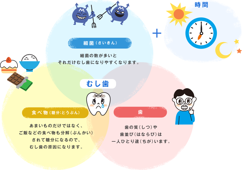 細菌（さいきん）:細菌の数が多いとそれだけむし歯になりやすくなります。 食べ物（糖分：とうぶん）:あまいものだけではなく、ご飯などの食べ物も分解（ぶんかい）されて糖分になるので、むし歯の原因になります。 歯:歯の質（しつ）や歯並び（はならび）は一人ひとり違（ちが）います。