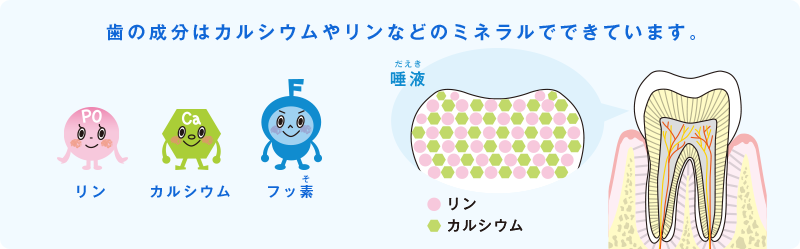 歯の成分はカルシウムやリンなどのミネラルでできています。