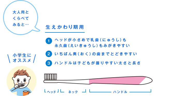 大人用とくらべてみると… 生えかわり期用 1 ヘッドが小さめで乳歯（にゅうし）も永久歯（えいきゅうし）もみがきやすい 2 いちばん奥（おく）の歯までとどきやすい 3 ハンドルは子どもが握りやすい太さと長さ 小学生にオススメ