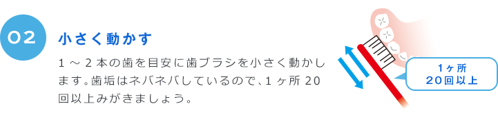 02 小さく動かす 1～2本の歯を目安に歯ブラシを小さく動かします。歯垢はネバネバしているので、1ヶ所20回以上みがきましょう。 1ヶ所20回以上