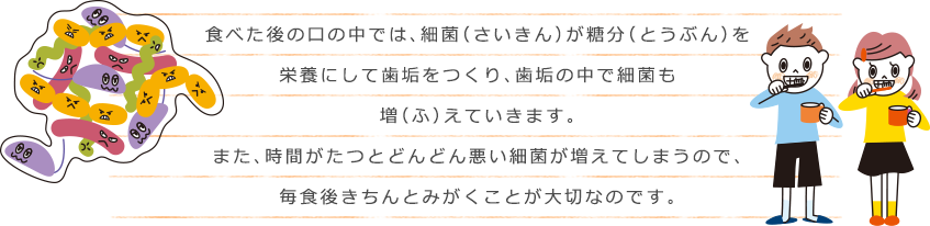 食べた後の口の中では、細菌（さいきん）が糖分（とうぶん）を栄養にして歯垢をつくり、歯垢の中で細菌も増（ふ）えていきます。また、時間がたつとどんどん悪い細菌が増えてしまうので、毎食後きちんとみがくことが大切なのです。