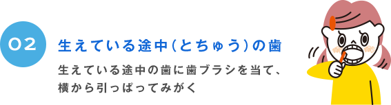 02 生えている途中（とちゅう）の歯 生えている途中の歯に歯ブラシを当て、横から引っぱってみがく