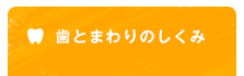 歯とまわりのしくみ