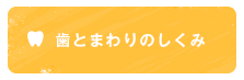 歯とまわりのしくみ