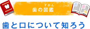 歯の図鑑（ずかん） 歯と口について知ろう