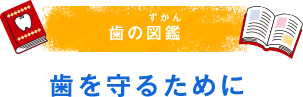 歯の図鑑（ずかん） 歯を守るために