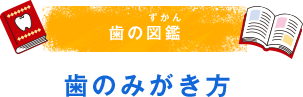 歯の図鑑（ずかん） 歯のみがき方