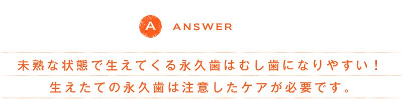 ANSWER 未熟な状態で生えてくる永久歯はむし歯になりやすい！ 生えたての永久歯は注意したケアが必要です。