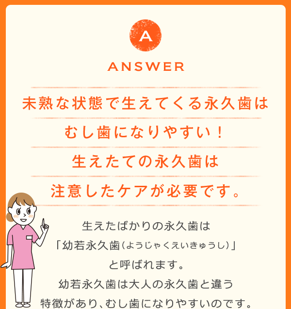 ANSWER 未熟な状態で生えてくる永久歯はむし歯になりやすい！ 生えたての永久歯は注意したケアが必要です。