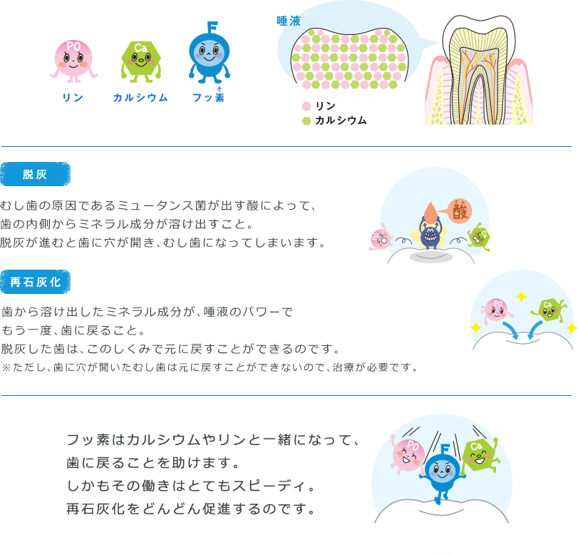 フッ素はカルシウムやリンと一緒になって、歯に戻ることを助けます。しかもその働きはとてもスピーディ。再石灰化をどんどん促進するのです。