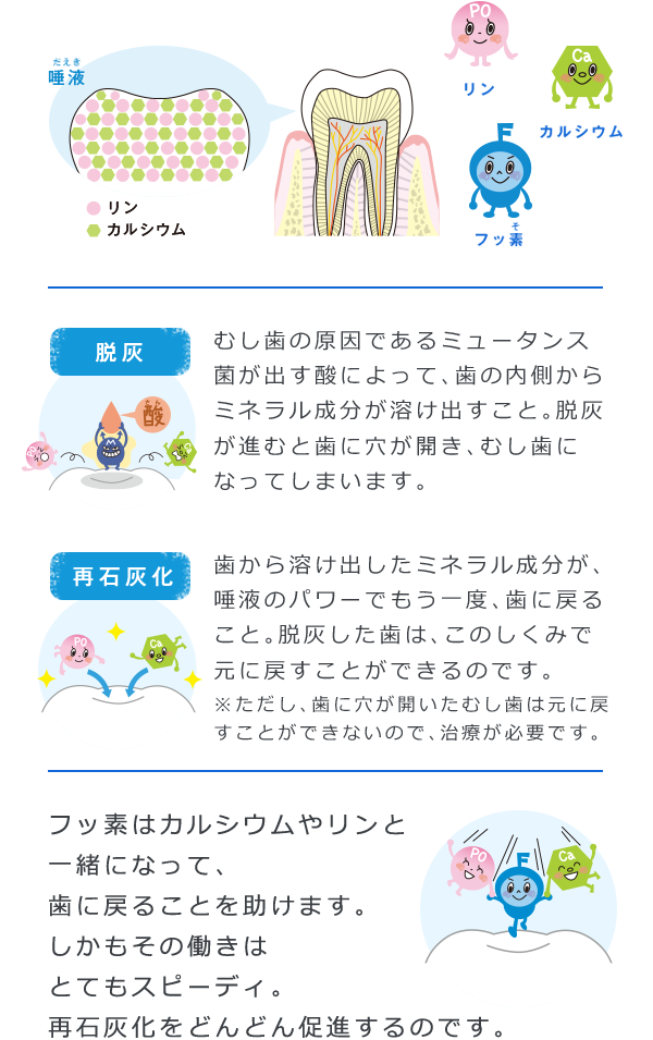 フッ素はカルシウムやリンと一緒になって、歯に戻ることを助けます。しかもその働きはとてもスピーディ。再石灰化をどんどん促進するのです。