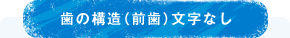 歯の構造（前歯）文字なし