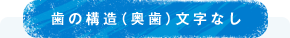 歯の構造（奥歯）文字なし