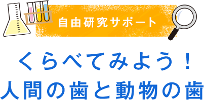 自由研究サポート　くらべてみよう！人間の歯と動物の歯