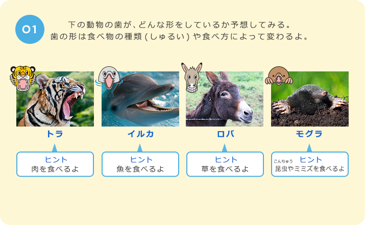 ０１　下の動物の歯が、どんな形をしているか予想してみる。歯の形は食べ物の種類や食べ方によって変わるよ。