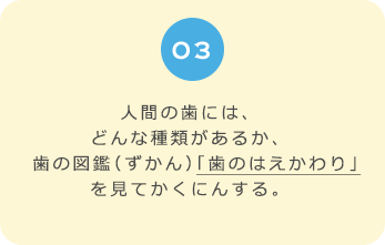 ０３　人間の歯には、どんな種類があるか、　歯の図鑑（ずかん）「歯のはえかわり」を見てかくにんする。