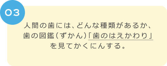 ０３　人間の歯には、どんな種類があるか、　歯の図鑑（ずかん）「歯のはえかわり」を見てかくにんする。