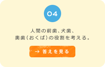 ０４　人間の前歯、犬歯、奥歯（おくば）の役わりを考える。