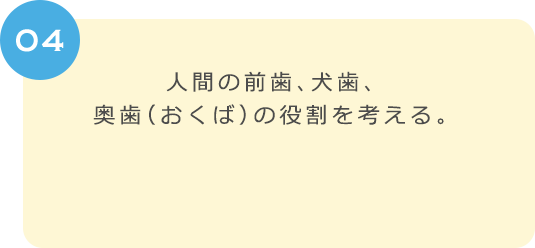 ０４　人間の前歯、犬歯、奥歯（おくば）の役わりを考える。