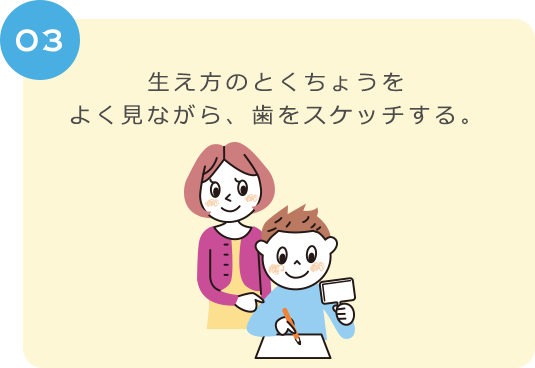 ０３　生え方のとくちょうをよく見ながら、歯をスケッチする。