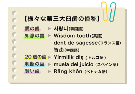 様々な第三大臼歯の俗称