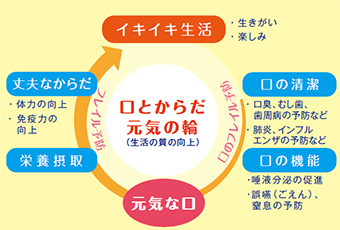 「元気な口」と生活の質（QOL）の関係サイクル <（公財）ライオン歯科衛生研究所　武井らの図を一部改編>