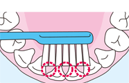 歯は丸くカーブしているので歯ブラシを横から当てるだけでは当たらない部分があります。