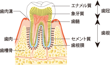 歯と歯周組織の構造｜歯と口の健康研究室｜ライオン歯科衛生研究所