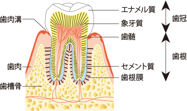 歯と歯周組織の構造 歯と口の健康研究室 ライオン歯科衛生研究所