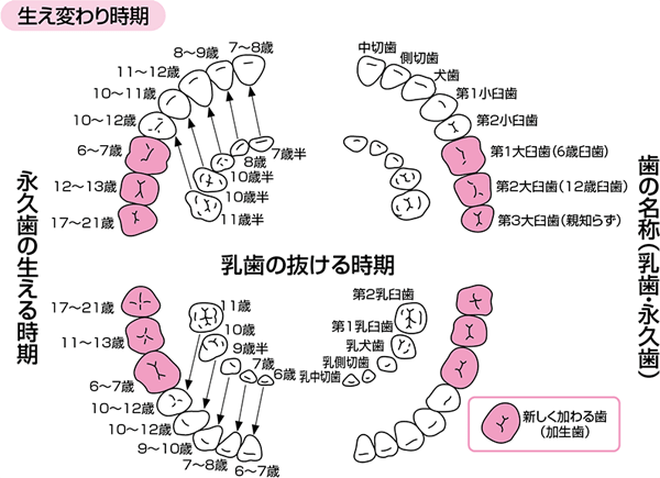 乳歯の抜ける時期、永久歯の生える時期