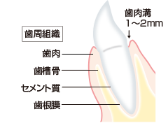 健康な歯周組織
