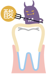 ミュータンス菌とプラーク（歯垢）