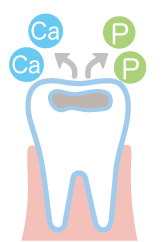歯に含まれるカルシウムやリン